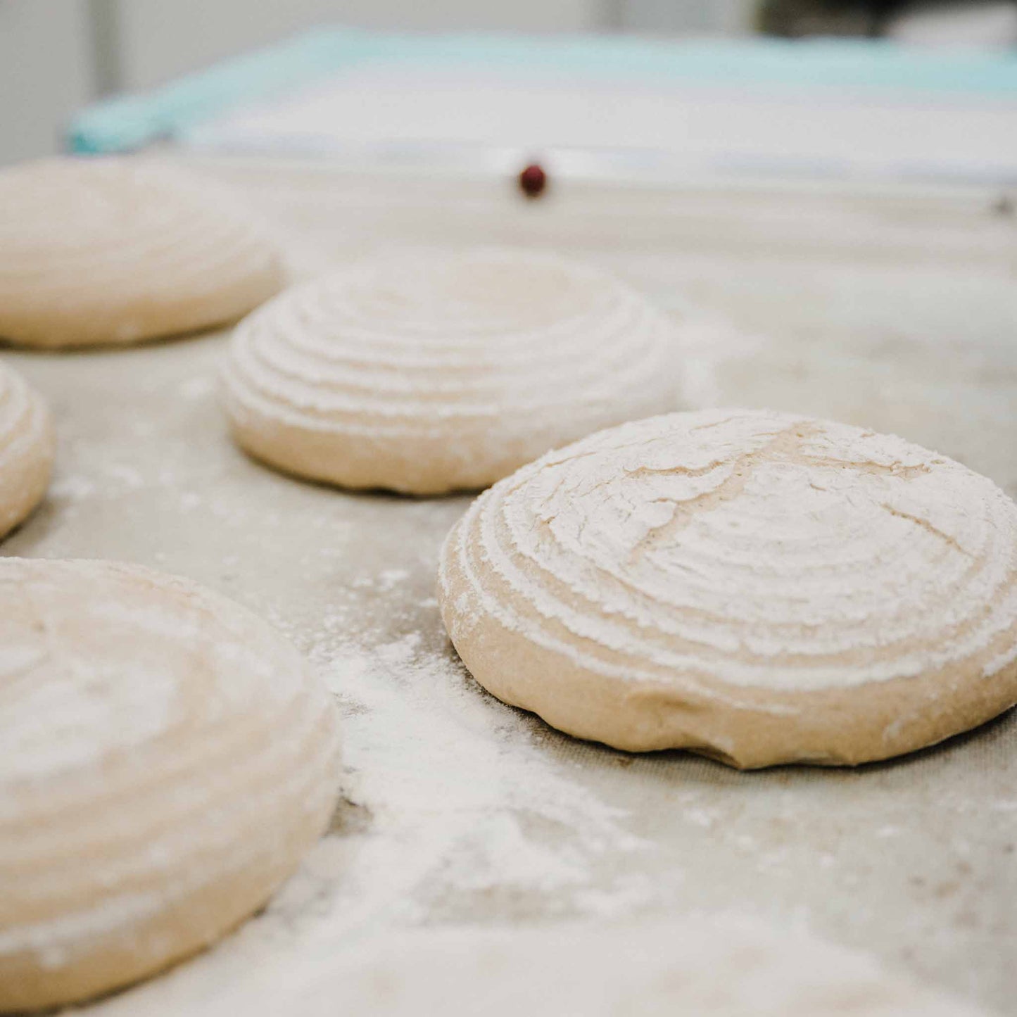 Sauerteig Starter / Anstellgut